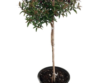 Biblical Myrtle Herb Plant - Myrtus - Ancient Herb - 4.5" Pot - Topiary