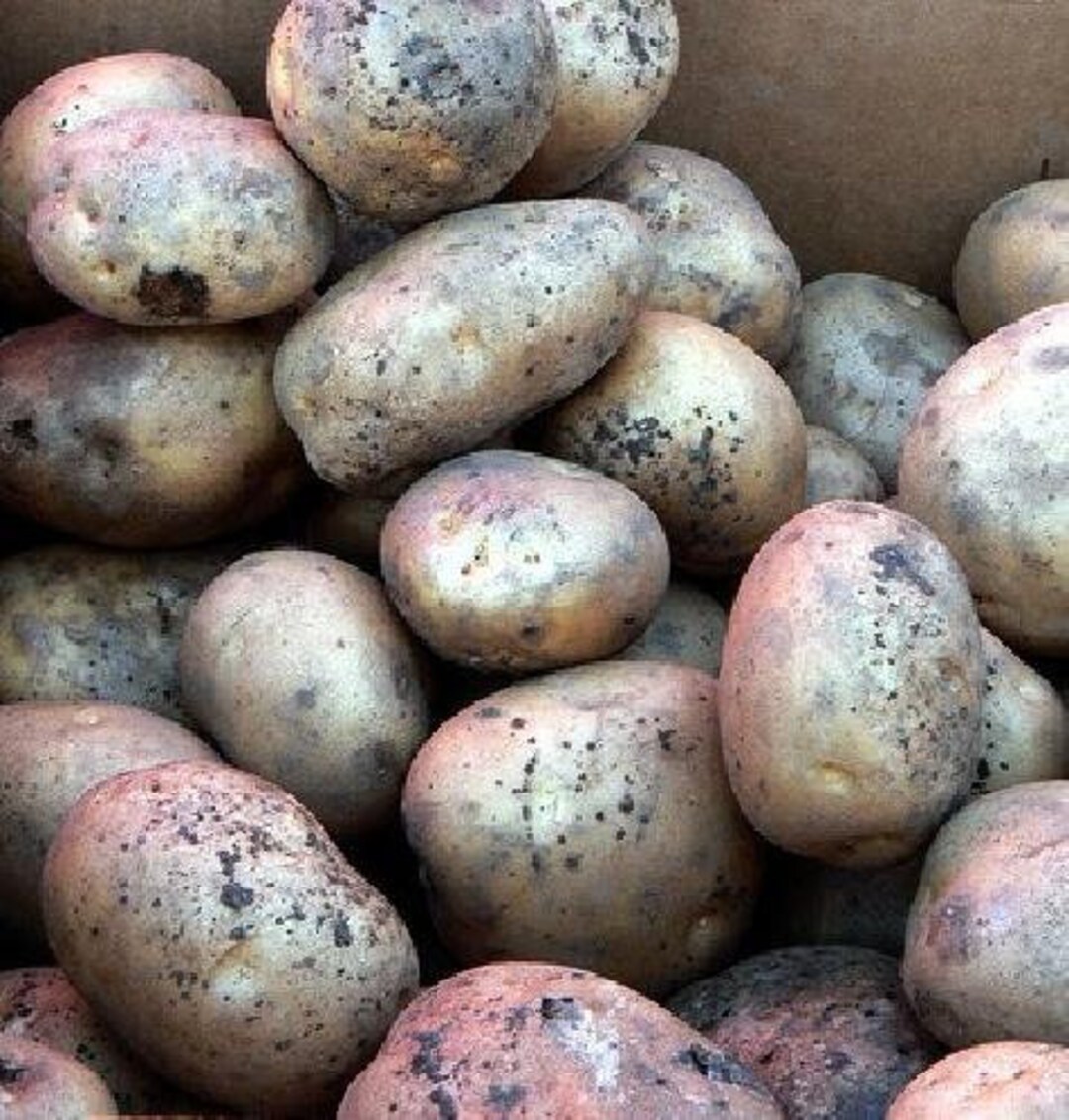Katahdin Potato 2 Lbs Certified Seed tuber Etsy