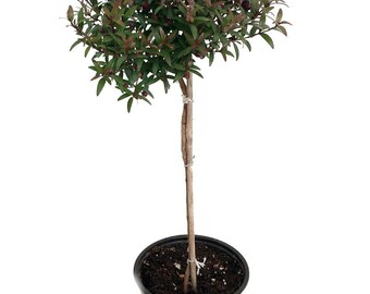 Biblical Myrtle Herb Plant - Myrtus - Ancient Herb - 4.5" Pot - Topiary