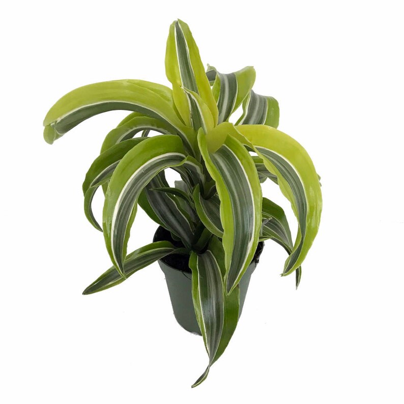 Dracaena fragrans Lemon Surprise 4 Pot
