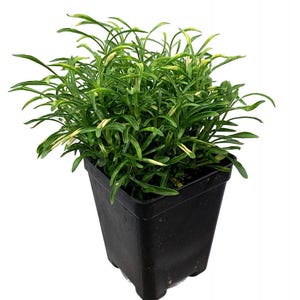 Biblical Gold Threads St. Joseph&#39;s Coat -Alternanthera- Easy Houseplant-2.5&quot; Pot