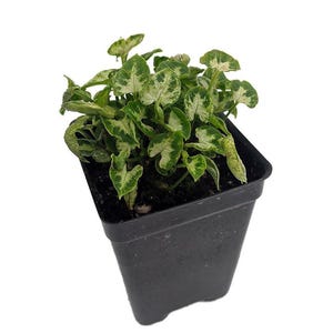 Tiny White Arrowhead Plant - Syngonium - Nepthytis - 2.5" Pot - Fairy Garden