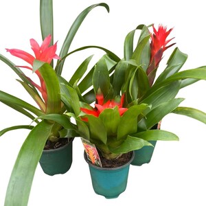 Guzmania Vase Plant Collection - Bromeliad - 3 Plants in 4" Pots afbeelding 4