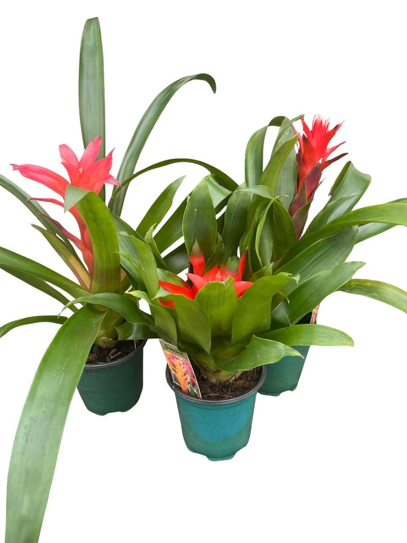 Guzmania Vase Plant Collection - Bromeliad - 3 Plants in 4" Pots afbeelding 4