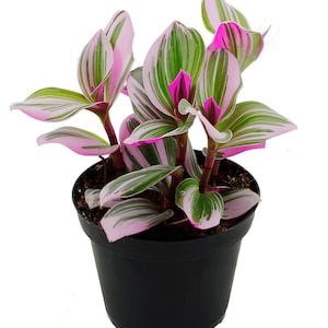 Rare Nanouk Pink Tradescantia - 4&quot; Pot - Collector&#39;s Series