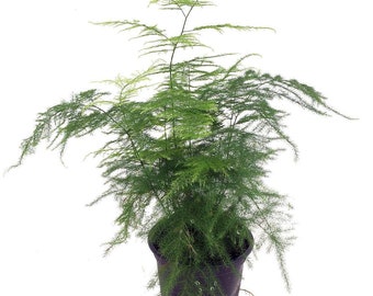 Fern Leaf Plumosus Asparagus Fern - 4" Pot- Easy to Grow Houseplant - Live Plant