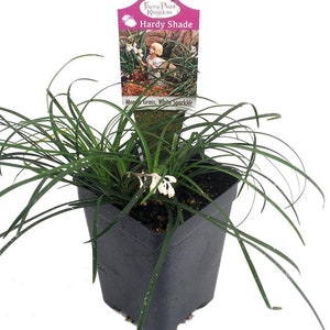 White Sparkler Mondo Grass - Ophiopogon - 2.5" Pot - Fairy Garden/Terrarium