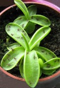 Carnivorous Butterwort Plant - Pinguicula primuliflora - 2" Pot