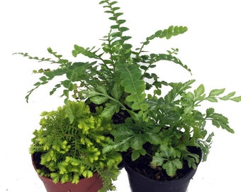 Mini Ferns for Terrariums/Fairy Garden - 3 Different Plants-2" Pots