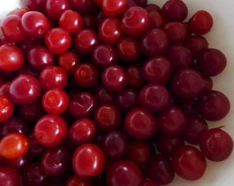 Joel & Jan Bush Cherry Plants - 4" Pots - Red Cherry Fruit in Late Summer