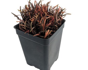 Chocolate Sedge Grass - Carex berggrenii - 2.5" Pot - Fairy Garden