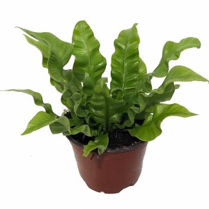 Crispy Wave Fern - 4" Pot - Asplenium -Clean Air Machine/Easy to Grow Houseplant