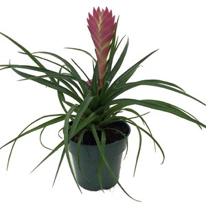 Hawaiian Pink Quill Plant - Exotic & Easy - Tillandsia - 4" Pot