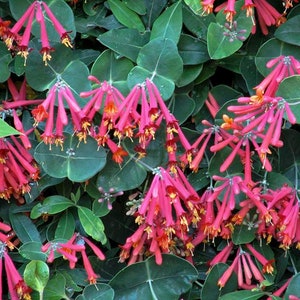 Major Wheeler Honeysuckle Vine - Perennial - Lonicera - 2.5" Pot - Fragrant