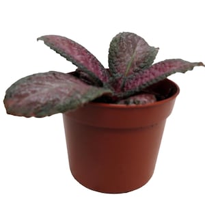 Purple Rain Flame Violet - Episcia - 2.5" Pot