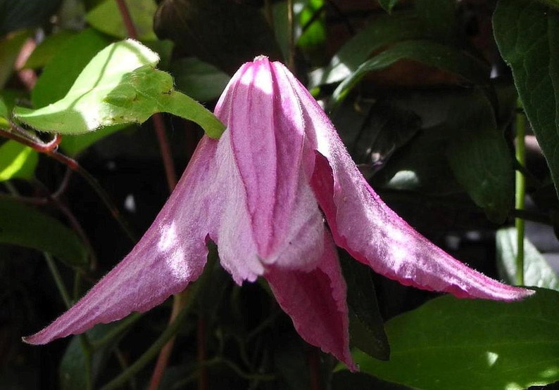 Pink Delight Clematis 2.5 Pot Etsy