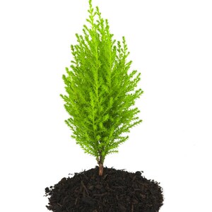 Lemon Scented Goldcrest Cypress Tree - Indoors/Out/FairyGarden - 2.5" Pot image 4