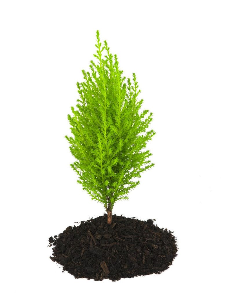 Lemon Scented Goldcrest Cypress Tree - Indoors/Out/FairyGarden - 2.5" Pot image 4