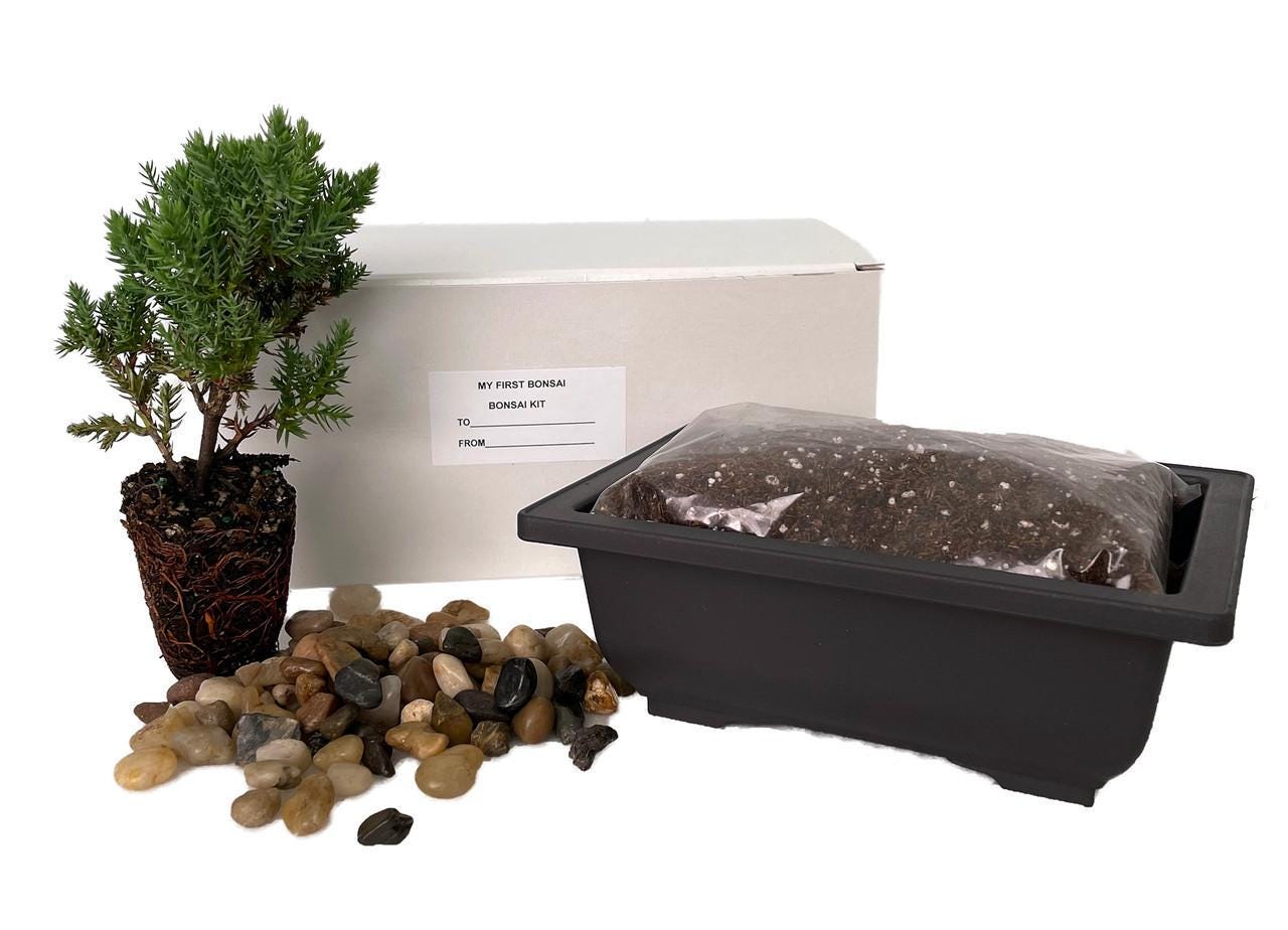My First Bonsai Tree Kit plus Live Japanese Juniper Tree