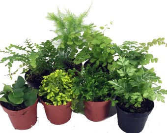 Mini Ferns for Terrariums/Fairy Garden - 8 Different Plants - 2" Pots