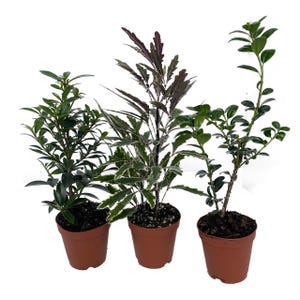 Zen Living Bonsai Assortment - 3 Plants 2&quot; Pots