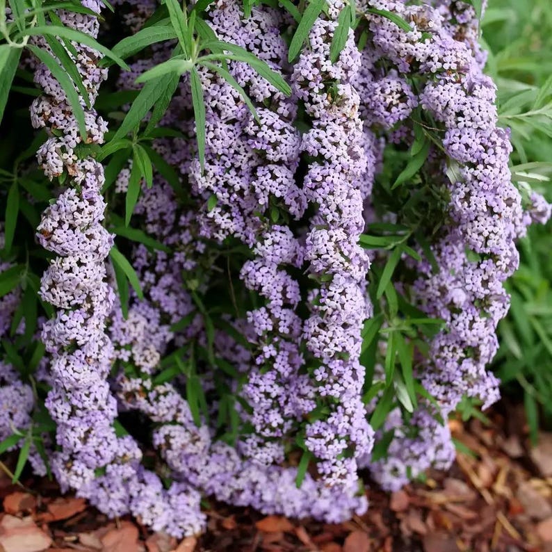 Proven Winners Mop Top Fountain Butterfly Bush