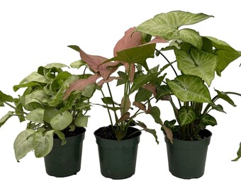 Arrowhead Assortment - 3 Pack in 4" Pots