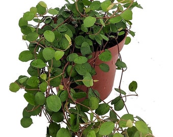 Biblical Angel Vine - Muehlenbeckia -Houseplant/Terrarium/Fairy Garden-3.7" Pot