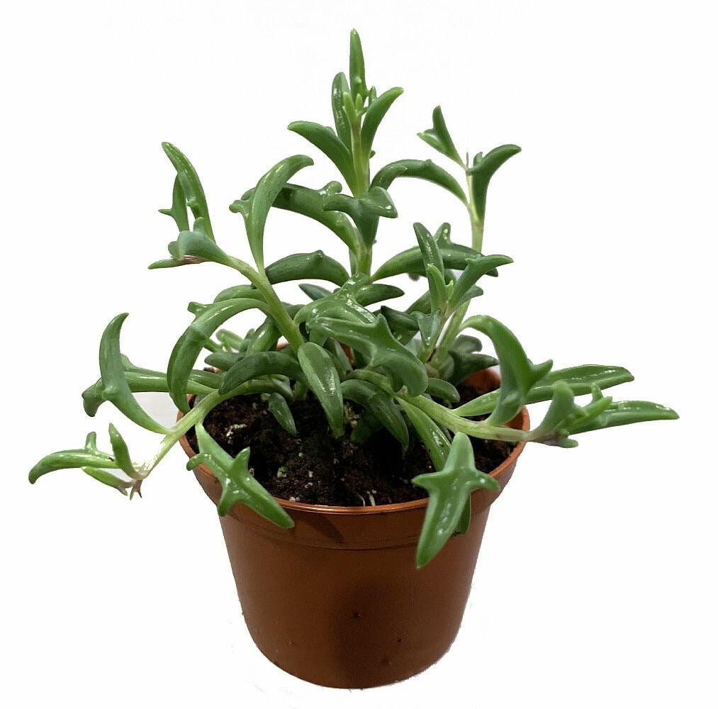 RARE - String of Dolphins Succulent - Senecio peregrinus -Easy to Gro…