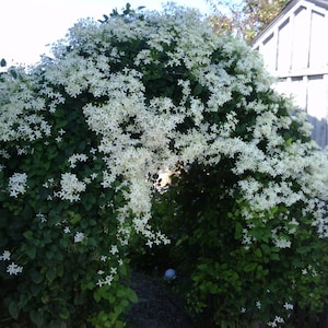 Sweet Autumn Clematis Vine  - Clematis paniculata - Fragrant - 2.5" Pot