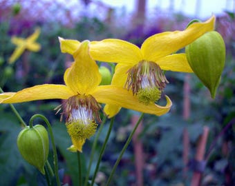 Helios Tangutica Clematis - The Best Yellow - 2.5" Pot