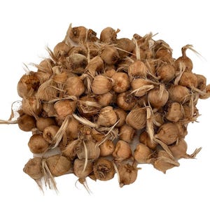 Saffron Crocus 100 Bulbs + Saffron Bulb Food - Crocus Sativus