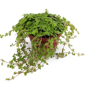 Baby Tears/Tiny Tears - Pilea depressa - 2.5" Pot