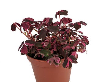 Plum Crazy Shamrock - Oxalis - 2.5" Pot - Fairy Garden Plant/House Plant/Edible