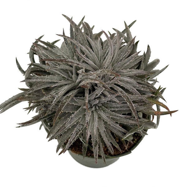 Pale Rider Sawblade Dyckia Plant - 4" Pot - Succulent Bromeliad