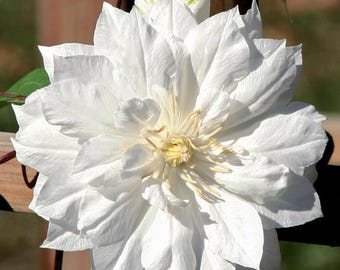 Clematis Duchess of Edinburgh - Double/White - 2.5" Pot - Potted