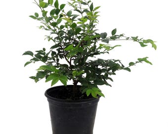 Jabuticaba Fruit Tree Plant - 6" Pot - Myrciaria -Tree That Fruits On It's Trunk