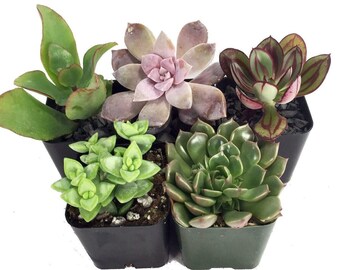 Succulent Terrarium & Fairy Garden Plants - 5 Different Plants in 2" Pots