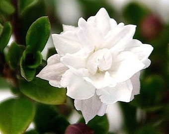 Double White Serissa Tree - 2.5" Pot - House Plant, Fairy Garden Plant, Bonsai