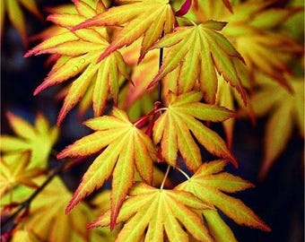 Katsura Japanese Maple - Quick Turn -  4&quot; Pot - Live Plant - Acer palatum