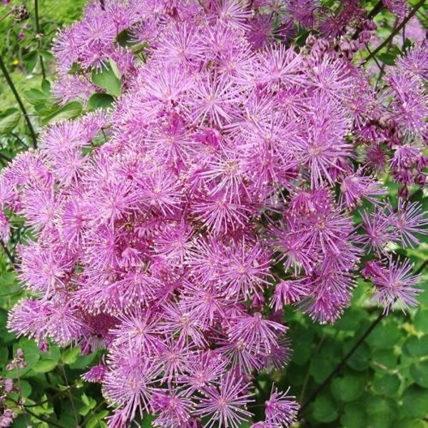 Meadow Rue 50 Seeds - Shade Perennial