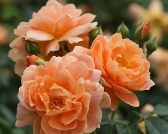 At Last® Rose Bush - 4" Pot - Fragrant - Proven Winners