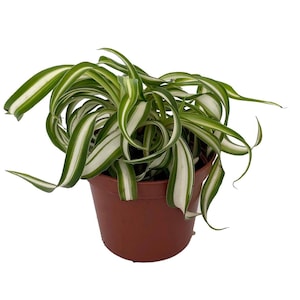 Bonnie Curly Spider Plant - Clean Air Plant - 2.5" Pot
