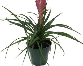 Hawaiian Pink Quill Plant - Exotic & Easy - Tillandsia - 4" Pot