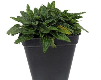 Dwarf Betony - Stachys minima - 2.5" Pot - Terrarium/Fairy Garden/House Plant