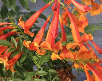 CHICKLET® Orange Trumpet Bush - Tecoma fulva - Proven Winners - 4" Pot