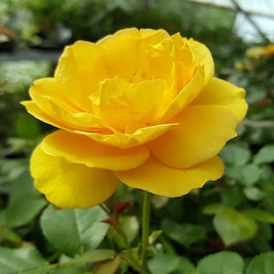 Julia Child Rose Bush - Butter Yellow - 4" Pot