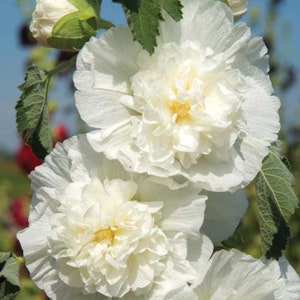 Chater's Double White Hollyhock - 20 Seeds