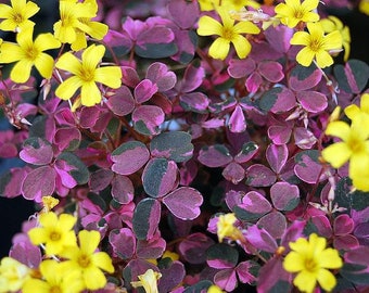 Plum Crazy Shamrock - Oxalis - 2.5" Pot - Fairy Garden Plant/House Plant/Edible