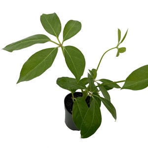 Amate Schefflera Umbrella Tree Plant - 4" Pot - Easy Indoor Plant